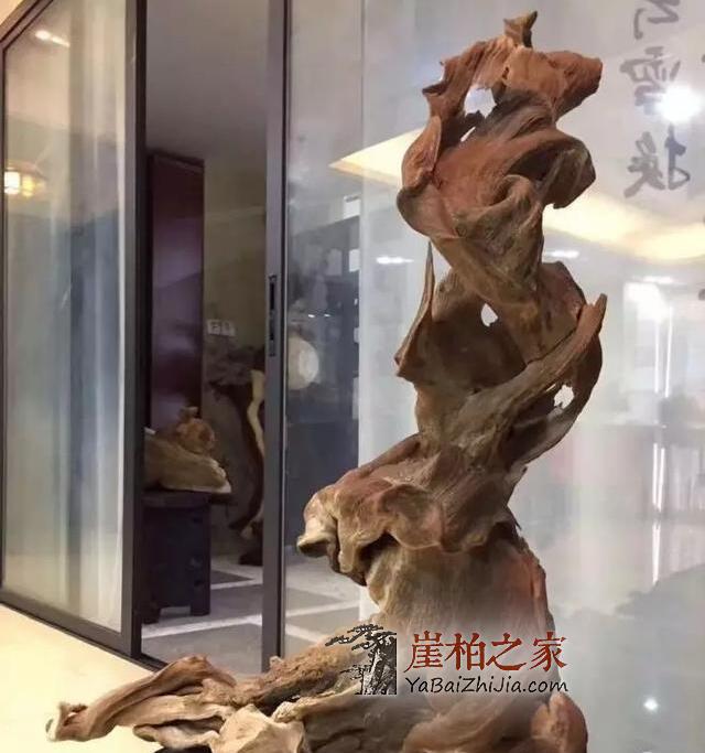 浅析崖柏行业未来的发展形势-2