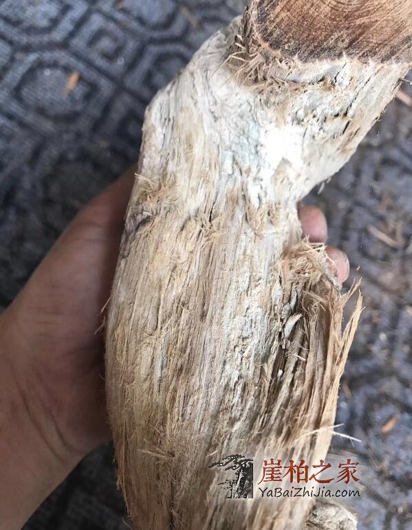 崖柏毛毛料:崖柏香料收藏必争之地!-1