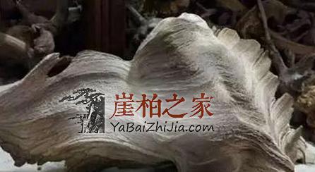挑选崖柏毛料的技巧心得-4