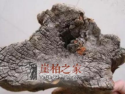 挑选崖柏毛料的技巧心得-5