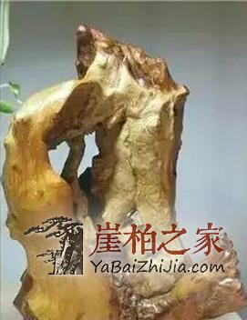 挑选崖柏毛料的技巧心得-3