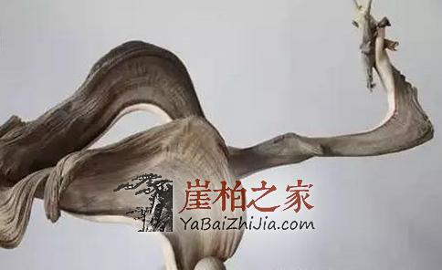 挑选崖柏毛料的技巧心得-6