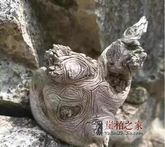 悬崖魅影,崖柏的藏身之所!-2
