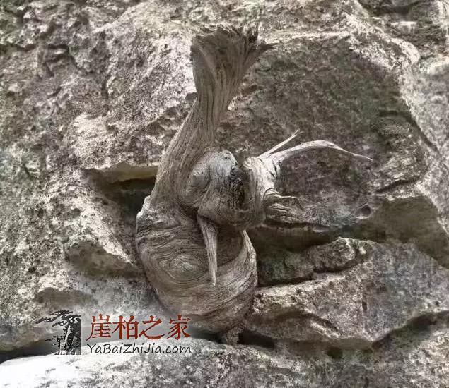 悬崖魅影,崖柏的藏身之所!-5