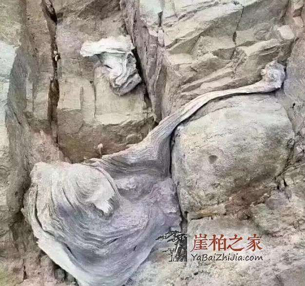悬崖魅影,崖柏的藏身之所!-4