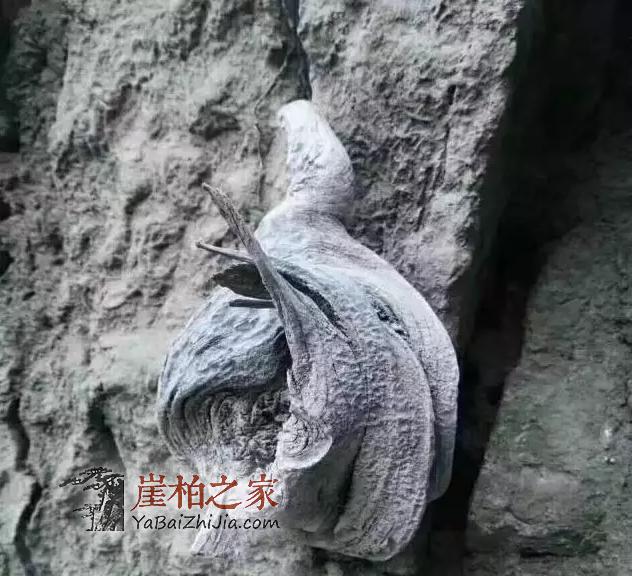 悬崖魅影,崖柏的藏身之所!-3
