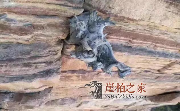 悬崖魅影,崖柏的藏身之所!-6