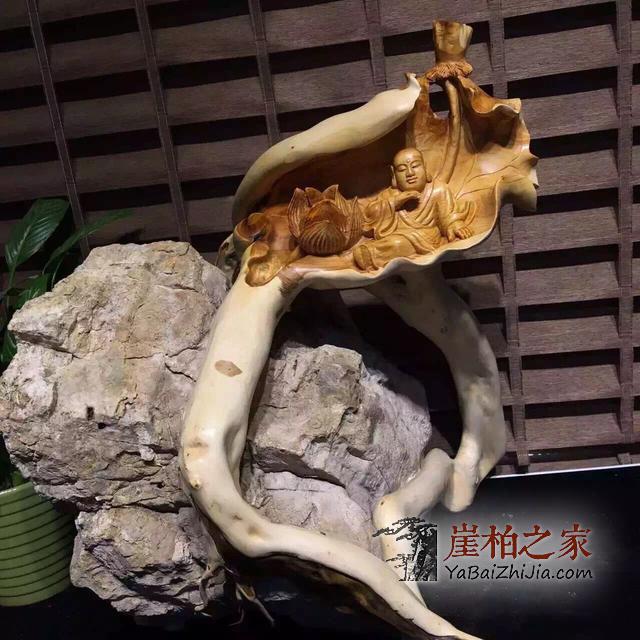关于崖柏问过最多,最想了解的六个问题在这里-3