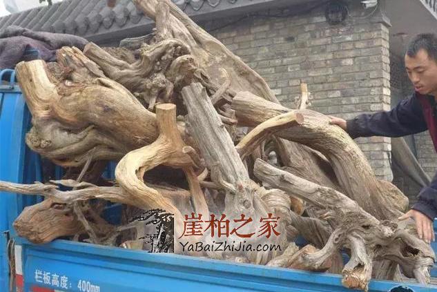 崖柏怎么从价值万元跌成了柴火价的?-1