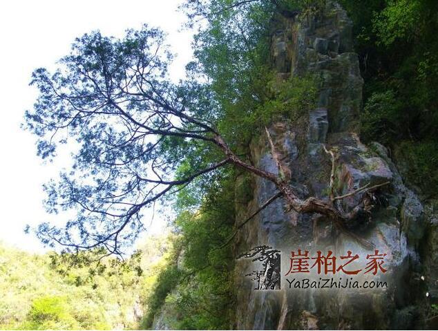 崖柏怎么从价值万元跌成了柴火价的?-7