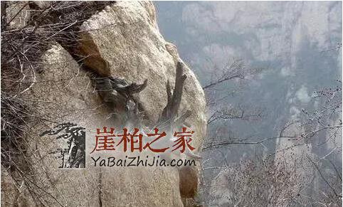 崖柏怎么从价值万元跌成了柴火价的?-8