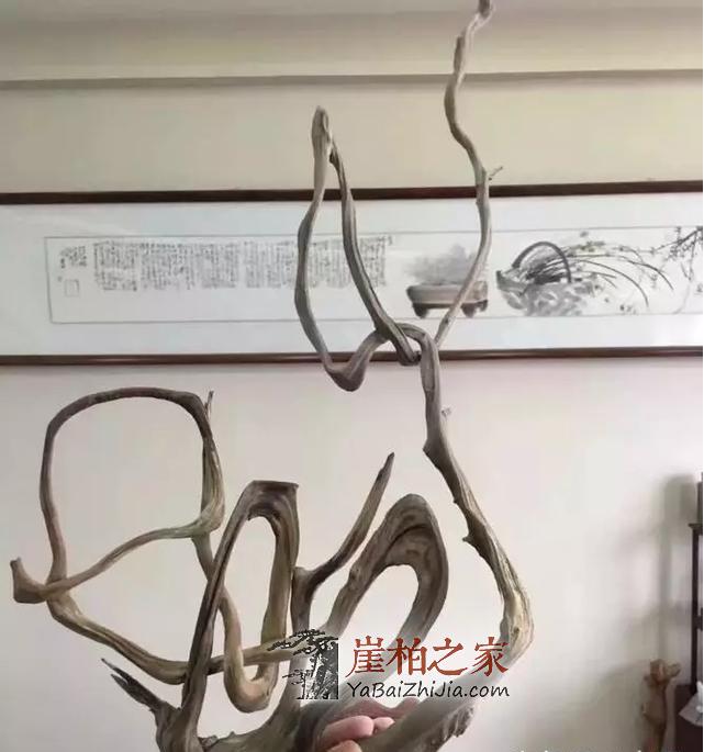 错过崖柏,错过缘分,但别错过机会!-1