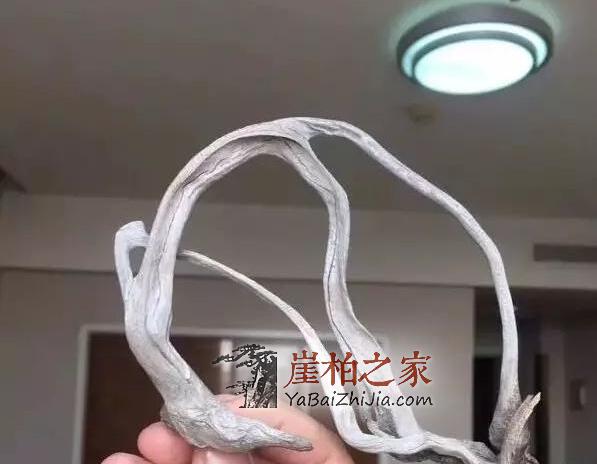 错过崖柏,错过缘分,但别错过机会!-2