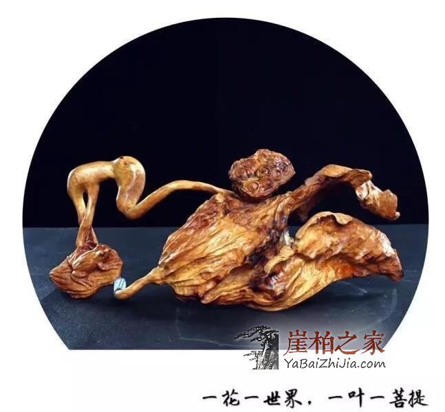 自从玩了崖柏,整个人都变了!-1