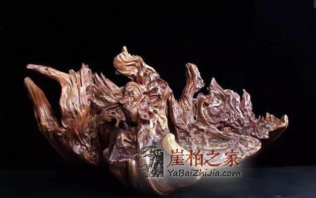 自从玩了崖柏,整个人都变了!-2