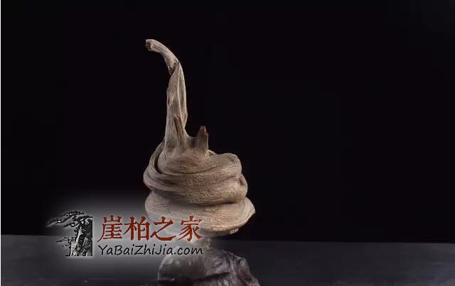 自从玩了崖柏,整个人都变了!-5
