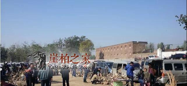 崖柏件件是“深坑”!孰优孰劣,孰真孰假?是李逵还是李鬼?-1