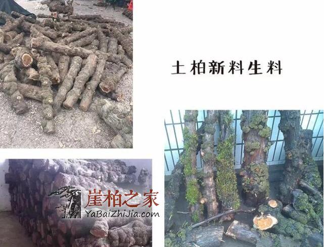 崖柏件件是“深坑”!孰优孰劣,孰真孰假?是李逵还是李鬼?-3