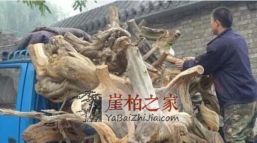 崖柏件件是“深坑”!孰优孰劣,孰真孰假?是李逵还是李鬼?-4