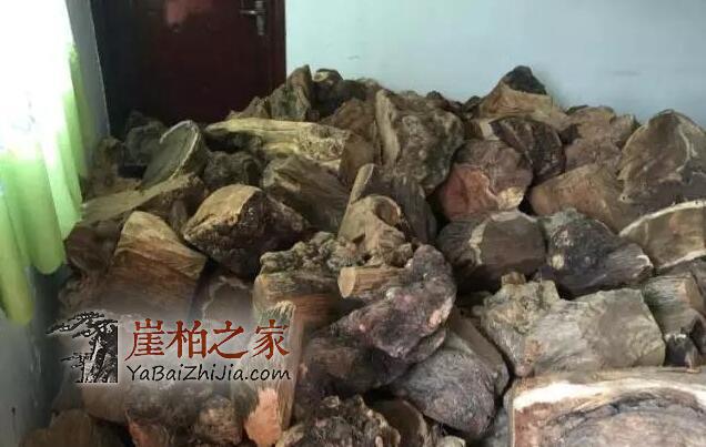 崖柏件件是“深坑”!孰优孰劣,孰真孰假?是李逵还是李鬼?-6