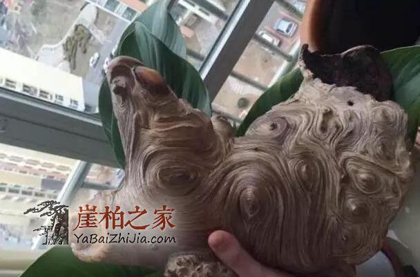 崖柏件件是“深坑”!孰优孰劣,孰真孰假?是李逵还是李鬼?-8