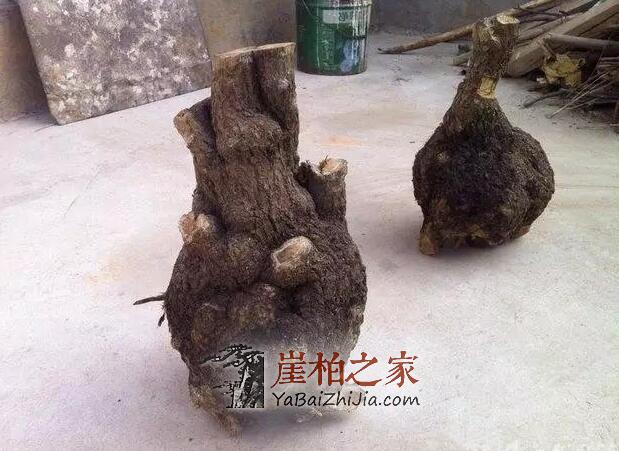 崖柏件件是“深坑”!孰优孰劣,孰真孰假?是李逵还是李鬼?-9