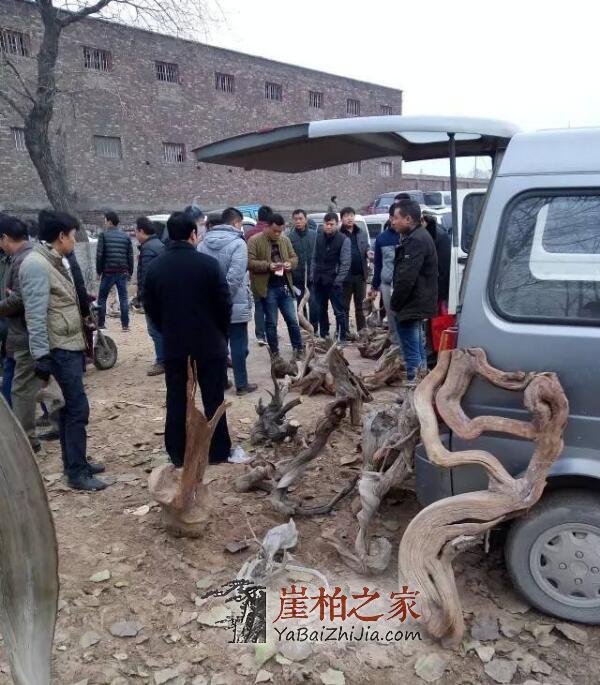 2018年后,崖柏市场的从业者将何去何从?-2