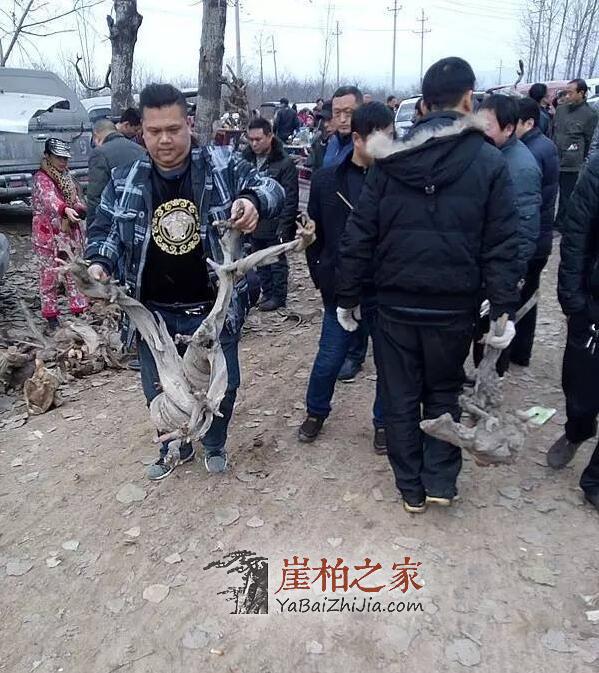 2018年后,崖柏市场的从业者将何去何从?-3
