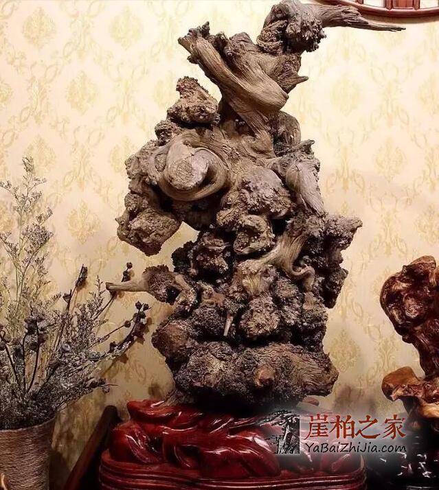 崖柏中的“宠儿”,价值不菲-1