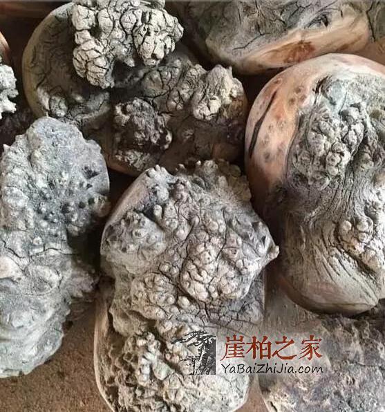 崖柏中的“宠儿”,价值不菲-2