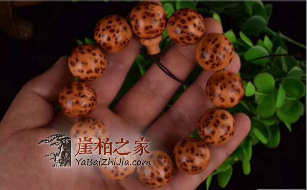 真正太行崖柏根瘤、蚂蚁腿、瘿子瘤手串什么样?-5