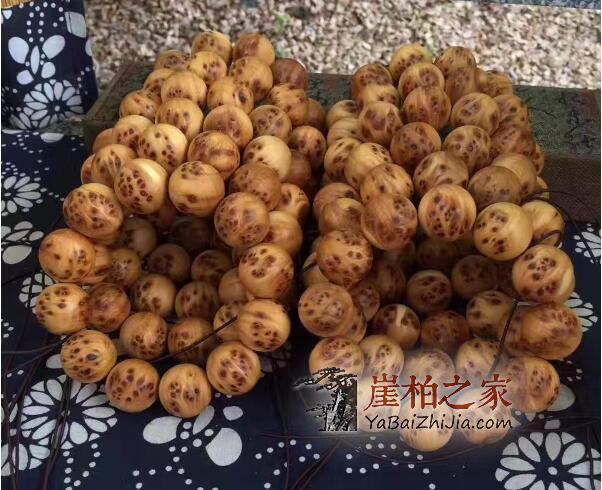 真正太行崖柏根瘤、蚂蚁腿、瘿子瘤手串什么样?-6