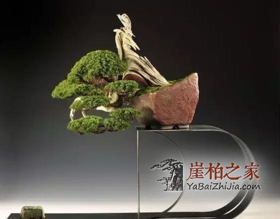 崖柏盆景:崖柏造就的又一个奇迹!-1