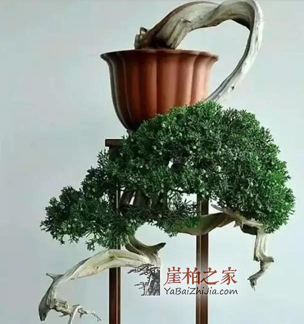 崖柏盆景:崖柏造就的又一个奇迹!-2