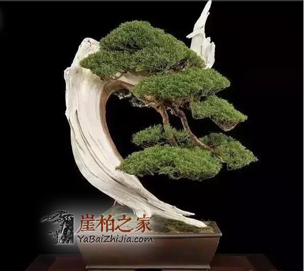 崖柏盆景:崖柏造就的又一个奇迹!-3
