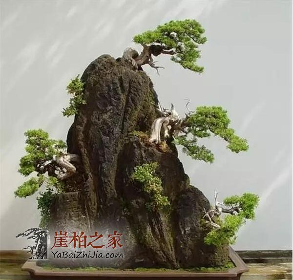 崖柏盆景:崖柏造就的又一个奇迹!-4