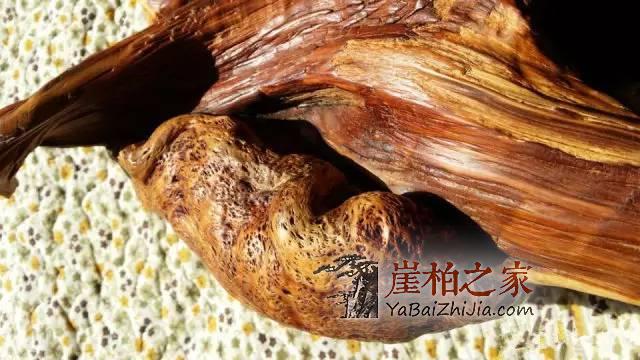 如果你是新手柏友,那么这几个问题想必不会陌生!-5