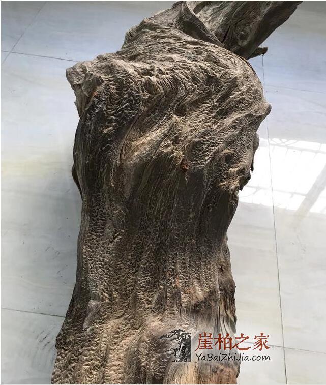 巫溪崖柏:玩最黑的崖柏 喝最烈的酒-1