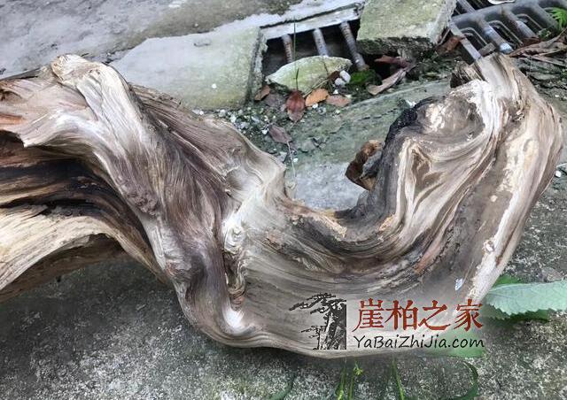 巫溪崖柏:玩最黑的崖柏 喝最烈的酒-2