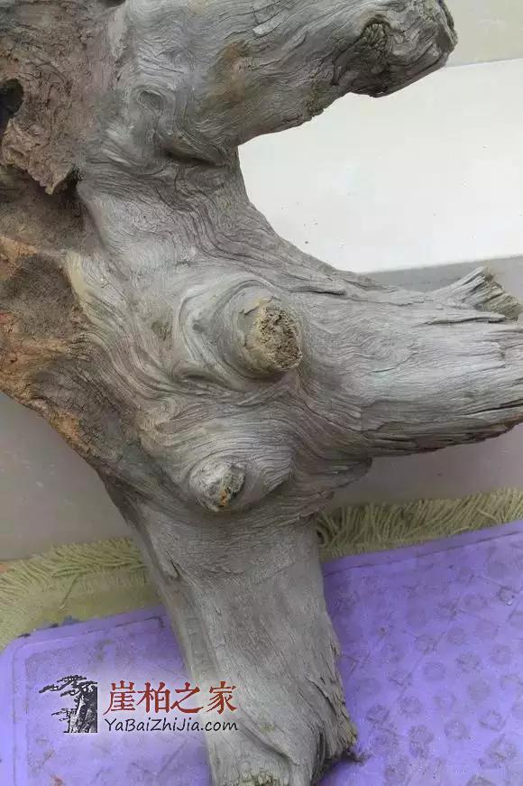 崖柏香味:悠悠崖柏香沁心-3