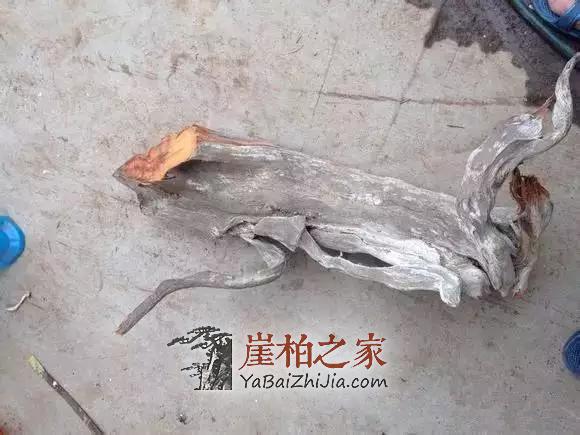 崖柏香味:悠悠崖柏香沁心-7