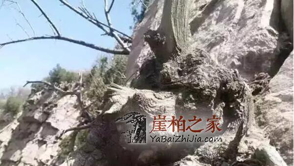 崖柏瘤的种类有哪些?-1
