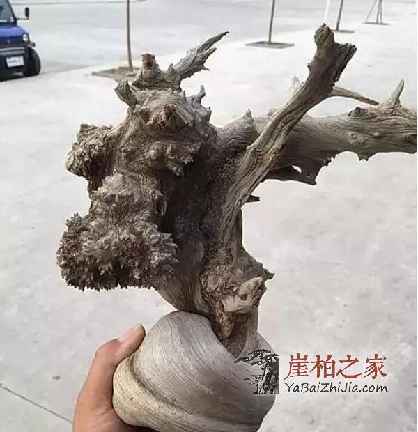 崖柏瘤的种类有哪些?-2