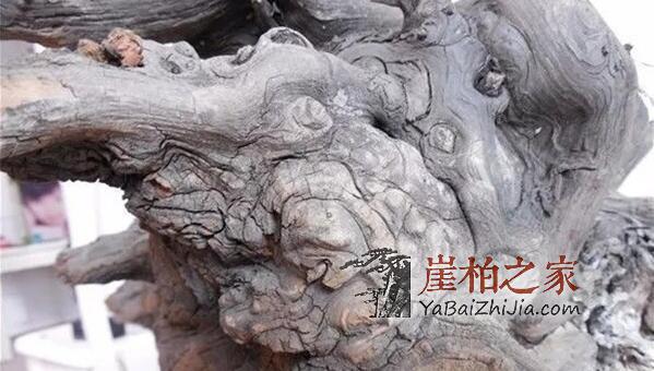 崖柏瘤的种类有哪些?-3