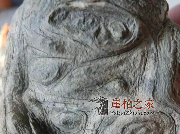 崖柏瘤的种类有哪些?-4
