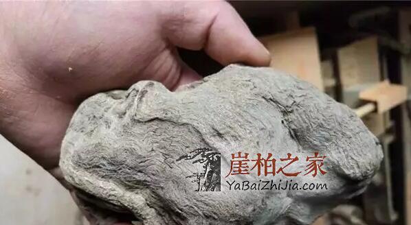 崖柏瘤的种类有哪些?-5