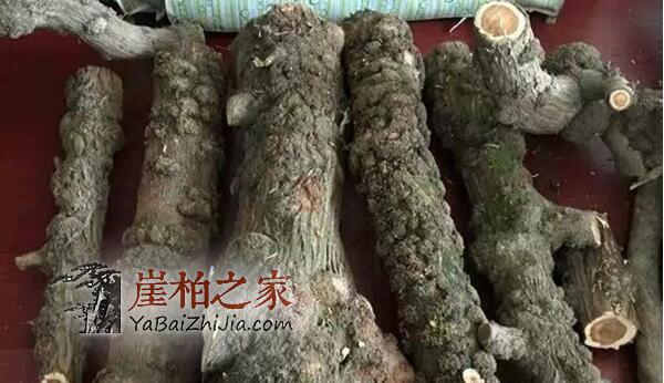 崖柏瘤的种类有哪些?-6