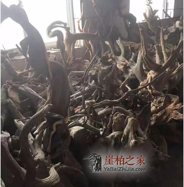 全面剖析:挑选崖柏毛料的五大学问-2