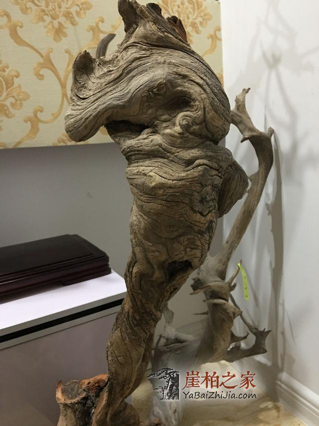 从天价崖柏“黑天鹅”的落地成交看崖柏精品走向的趋势!-2