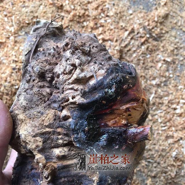 崖柏雷击木,那都是忽悠人的,喜欢崖柏手串的朋友引以为戒!-7